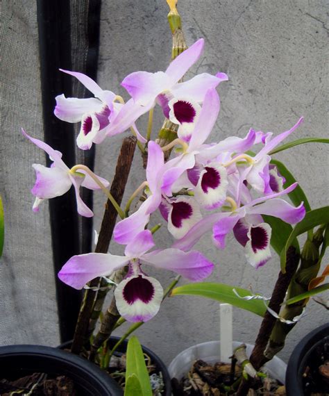 Cuidados NECESSÁRIOS a orquídea olho de boneca