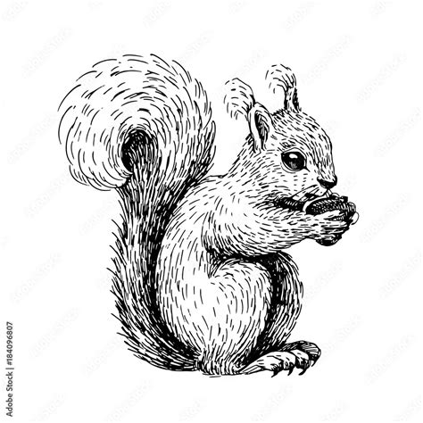 Squirrel Clip Art Black And White