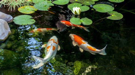 Welche Fische Eignen Sich F R Den Teich