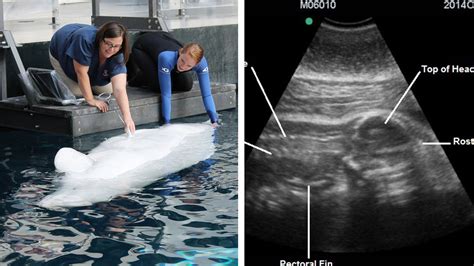 Ultrasound reveals beluga whale at Georgia Aquarium is pregnant - ABC7 ...