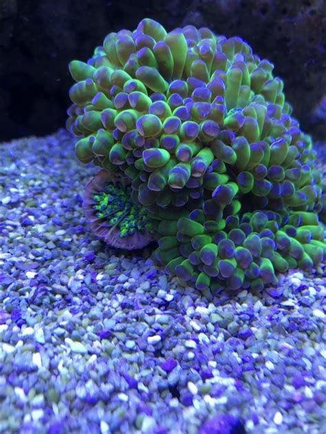 Euphyllia Help | REEF2REEF Saltwater and Reef Aquarium Forum