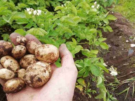 What Does Blight Look Like On Potatoes GrowerExperts