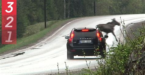 Polisen Så Gör Du Vid En Viltolycka Svt Nyheter