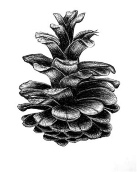 Illustrated Pine Cone Pyrography Patterns Illustration Watercolour Tutorials