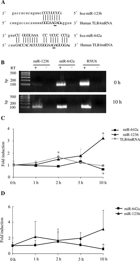 Figure From A Single Nucleotide Polymorphism In Untranslated