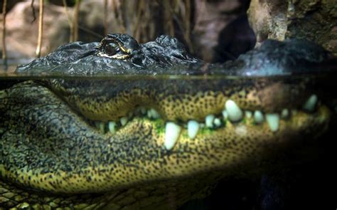 Solving an Alligator Mystery May Help Humans Regrow Lost Teeth ...