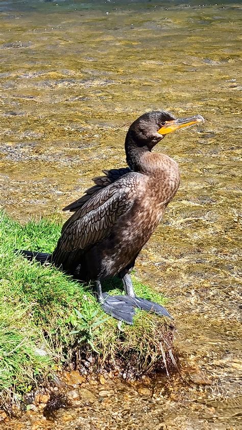 Cormorant Bird Animal Free Photo On Pixabay Pixabay