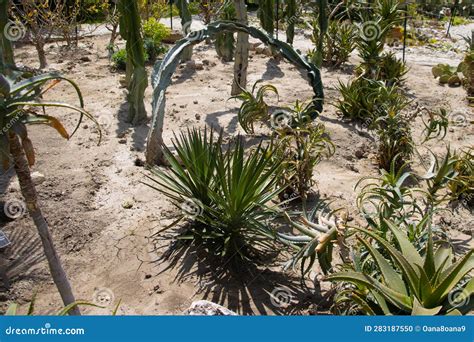 Cacti Variety at the Botanical Garden Stock Photo - Image of exotic ...