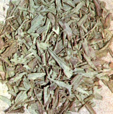 Наперстянка пурпуровая (Digitalis purpureae L.) / Herbal Expert