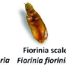 Other Fiorinia Species Found In Florida Photo Credit M Z Ahmed L