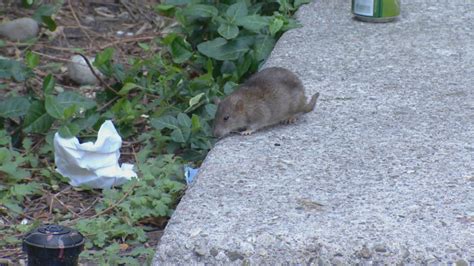 Rats On The Rise In Toronto Youtube