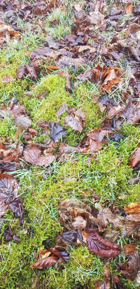 Mosses and liverworts of Corbar Woods - Buxton Field Club
