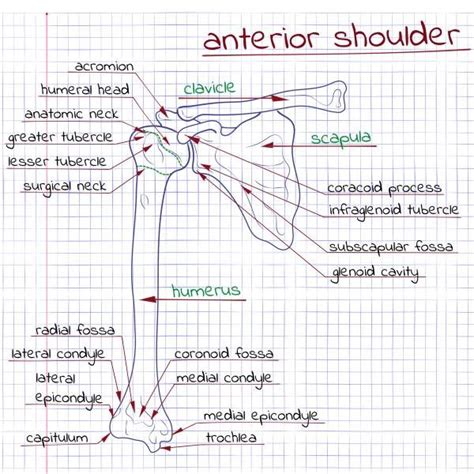 How To Self Diagnose Your Shoulder Pain Breaking Muscle In 2024