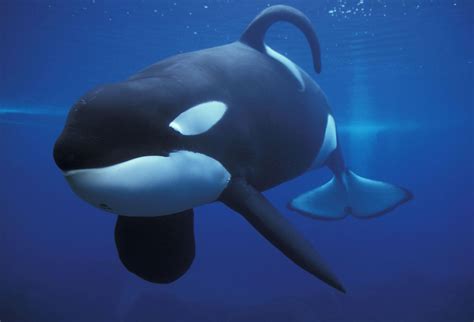 Orcas In Captivity Dorsal Fin