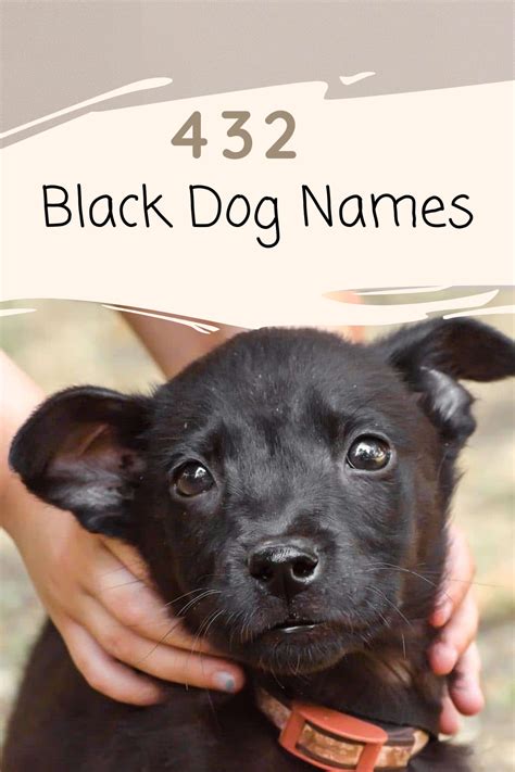 a small black dog is being held by someone's hands with the caption 432 black dog names