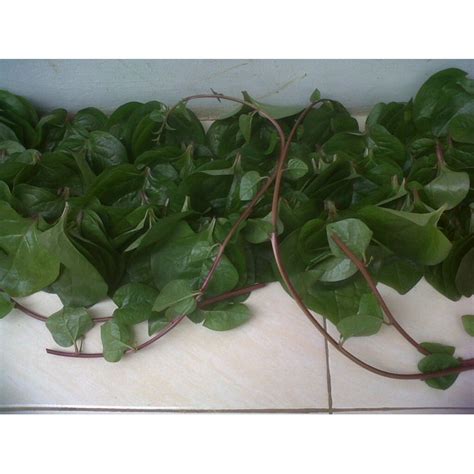 Jual Daun Binahong Segar Per 1 Lembar Heartleaf Maderavine Madevine