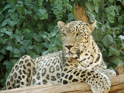 Persian Leopard Fact Sheet Cswd