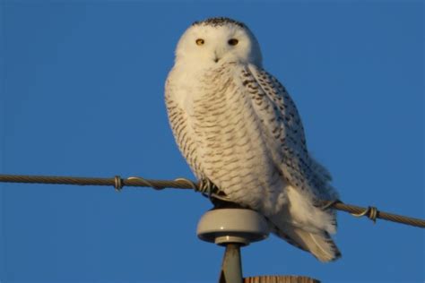 Snowy Owl Eye - SkySpy Photos, Images, Video