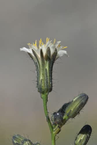 White Hawkweed Annadel Plants INaturalist