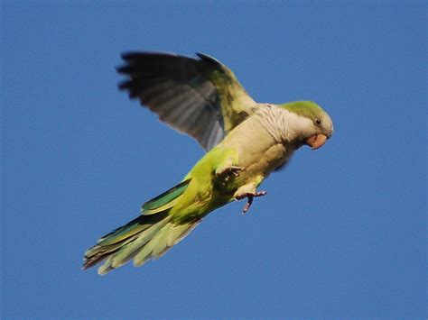 Images of parrots | Images of everything