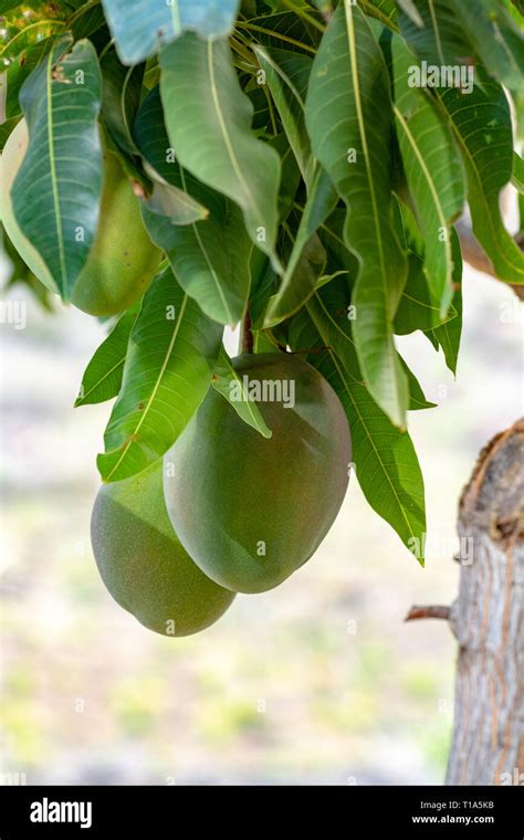 Tropical Mango Tree With Big Ripe Mango Fruits Growing In Orchard On