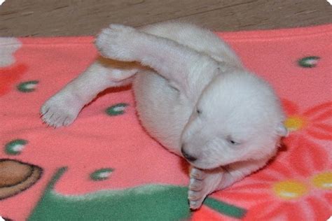 Полярный медвежонок из зоопарка Торонто выжил – ZooPicture.ru