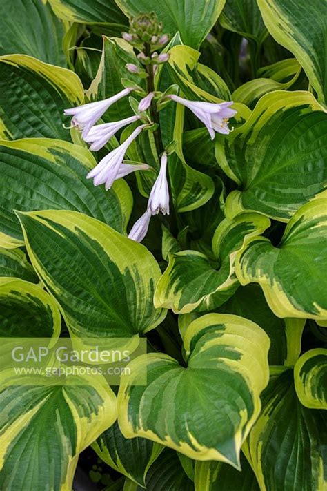 Hosta 'Don Stevens'... stock photo by Mark Bolton, Image: 0963614