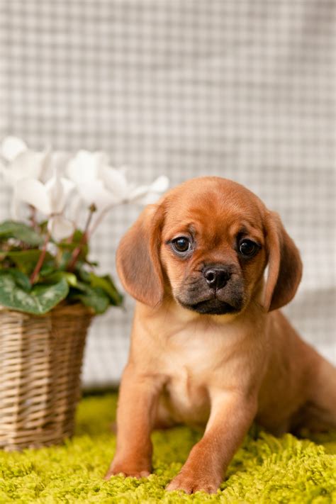 Gorgeous Pugaliers – Kellys Kennels