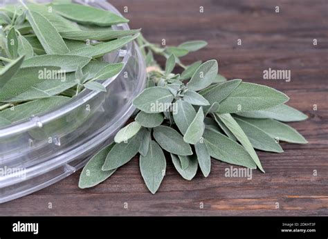 Salvia Officinalis Fresh Sage Herb Ready To Be Dried In A Convection