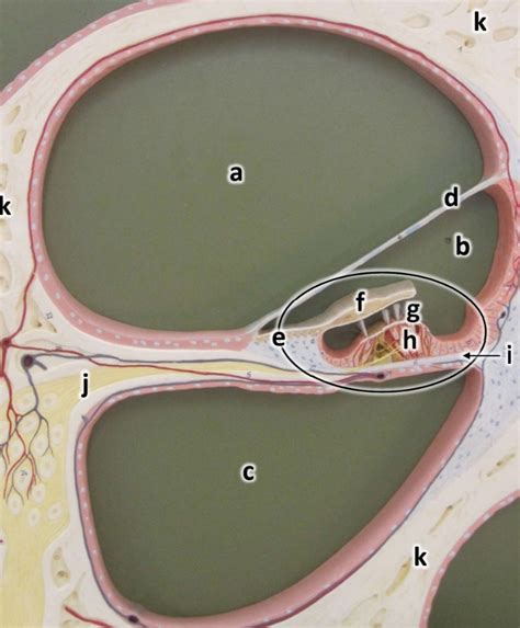 Special Senses: Cochlea Model Diagram | Quizlet