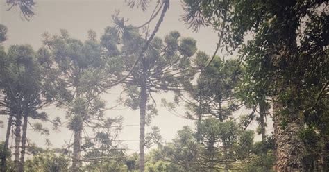 Porque Campos Do Jordão É Frio