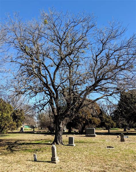 Texas Ash Tree Cross Timbers Urban Forestry Council