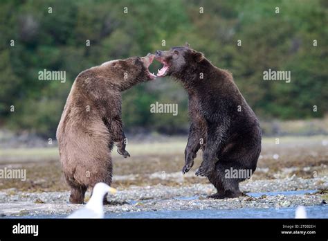 Kodiak bears fighting ALASKA EXCITING images of a mother Kodiak bear with her two cubs show the ...