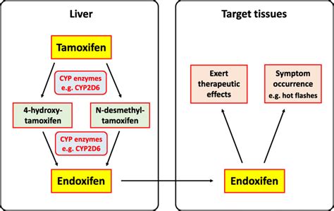 A Schematic Diagram Showing The Functions Of Cyp Enzymes And Their Role