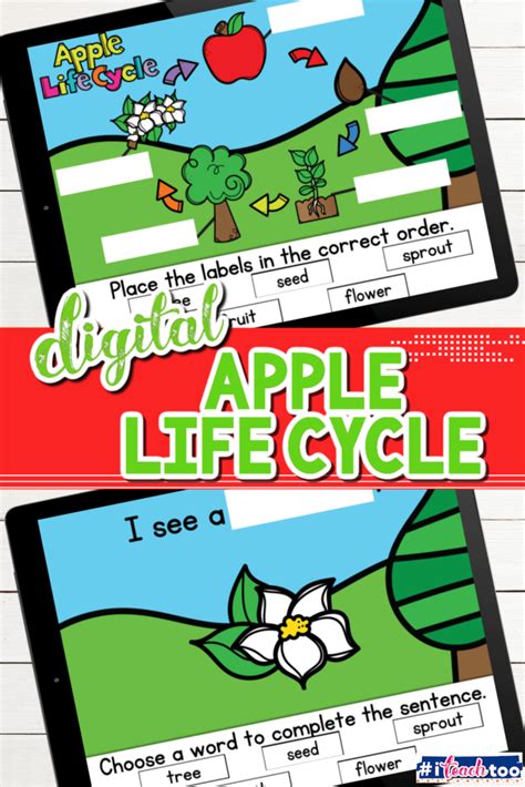 Apple Life Cycle Kindergarten Science Digital Activity I Teach Too