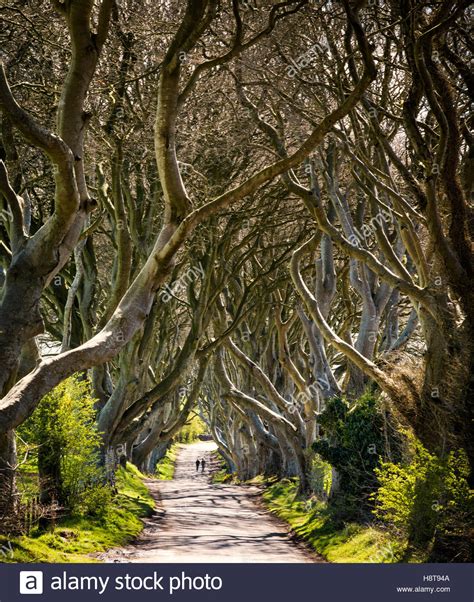 Game Of Thrones Location Of The Dark Hedges In Northern Ireland Stock