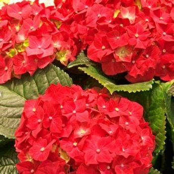 Гортензия "Хот рэд" (Hot Red): купить саженцы крупнолистной гортензии ...