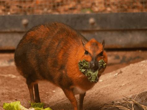 Chevrotain - Phoenix Zoo