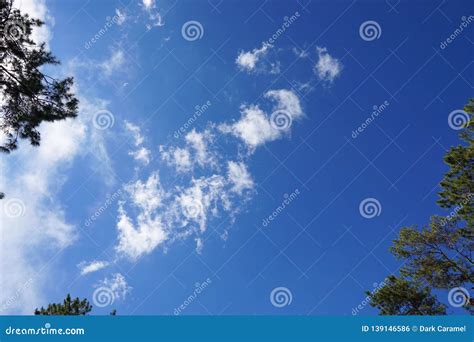 Tree Silhouette on Blue Sky and Cloud Background, Beautiful Nature Blue ...