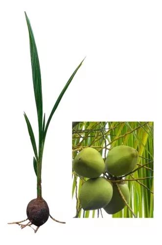 Acai Deixa O Coco Verde - Açai,coco Anão Verde,cacau: 2 Mudas De Cada Para Produzir ...