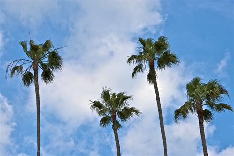 🔥 [50+] California Palm Trees Wallpapers | WallpaperSafari