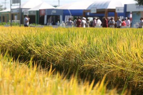 Abertura Oficial Da Colheita Do Arroz Voltar A Ser Lan Ada Na