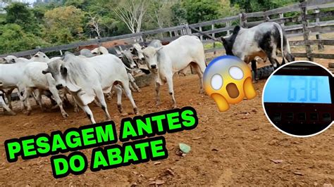 Pesando A Boiada Para Abate Quanto Pesou No Gancho Youtube