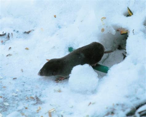 Northern Short Tailed Shrew Blarina Brevicauda This Spec Flickr