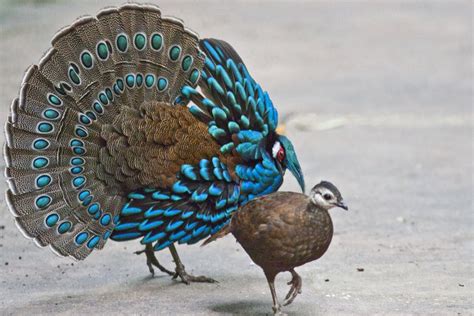 Male & Female Palawan Peacock-Pheasants (Polyplectron napoleonis ...