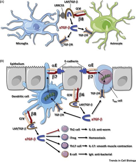 Controlling Immunity And Inflammation Through Integrin Dependent