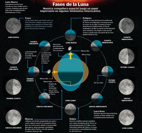 Fases De La Luna 2024 Sela Fredelia