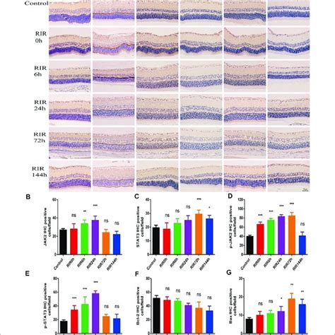 The Hallmarker Protein Expression Of Jak Stat Signaling Pathway In