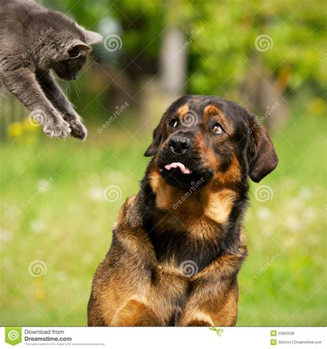 Gato e cão foto de stock Imagem de gato verde canino 23955538