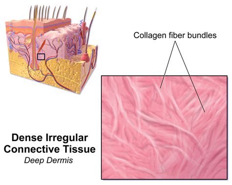 What Is The Difference Between Epithelial And Connective Tissue